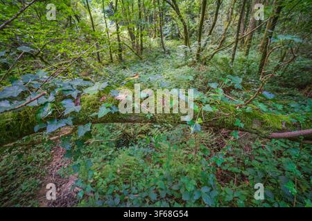 Ein moosiger umgestürzter Ast, der mit Efeu bedeckt ist, liegt auf einem üppigen grünen Waldboden in Cornwall, Vereinigtes Königreich. Das dichte Laub und das gefleckte Sonnenlicht Stockfoto