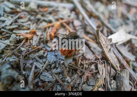 Eine tote Rotbürsten-Hummle Bombus lapidarius liegt auf dem Waldboden in Cornwall, Vereinigtes Königreich, umgeben von Laub und Zweigen. Stockfoto