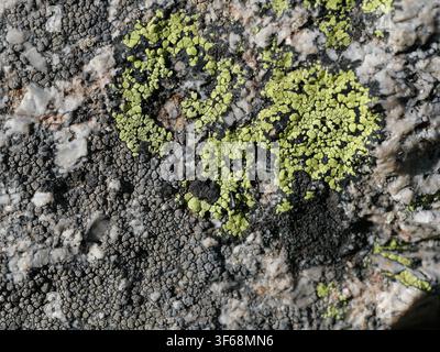 Gelbe und graue krustige Flechten, die auf Granitfelsen in der Nähe des Blue Lake im Indian Peaks Wilderness in Colorado, USA, wachsen. Stockfoto