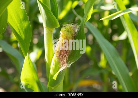 Junge Maiskolbe mit frischer Silbe, die sich zwischen grünen Blättern auf einem kultivierten Feld entwickelt Stockfoto