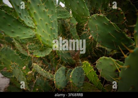 Grüner Feigenkaktus-Busch, der im Freien wächst, mit flachen Polstern und scharfen Dornen. Stockfoto