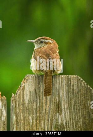 Ein Carolina Wren auf einem Gartenzaun. Stockfoto