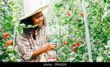 Schwarze Bäuerin im Gewächshaus sprüht sorgfältig Wasser auf Tomatensetzlinge mit einer Flasche. Sie demonstriert Wachstumspflege, während sie das Sprühmittel hält Stockfoto