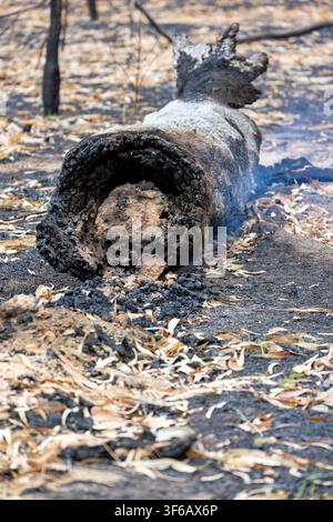 Baum fällt zurück, brennender rauchender Kern, Ringe, Blätter, Busch, Szenerie, Queensland, Australien, vertikales Bild Stockfoto