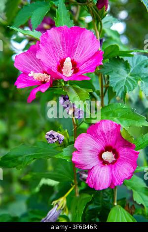 Eine mehrjährige Zierpflanze des Hibiskusstrauchs. Nahaufnahme von leuchtend rosa Hibiskusblüten. Stockfoto