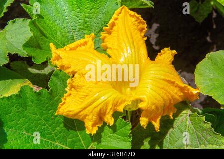 Große gelbe Kürbisblüte im Gemüsegarten. Nahaufnahme der natürlichen Kürbisblüte. Stockfoto