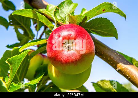 Rote Äpfel hängen an einem Ast. Frische Früchteernte in einem Obstgarten. Konzept für gesunde Bio-Lebensmittel und Landwirtschaft. Stockfoto