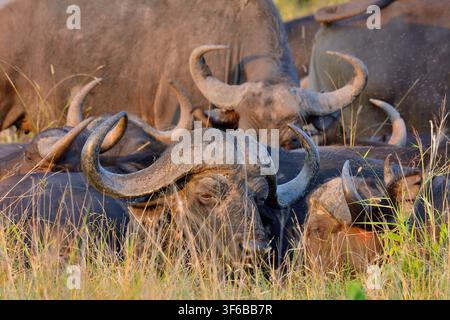 Näheraufnahme eines Afrikanischen Büffels in der Savanne des Sabi Sand Naturreservats in Südafrika Stockfoto