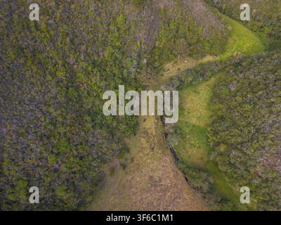 Luftbild von Kühen und Bullen in der Natur Stockfoto