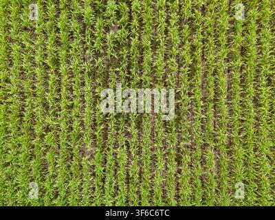 Top-Down-Drohnenluftbild einer Zuckerrohrplantage mit ordentlichen Reihen grüner Feldfrüchte, natürlicher landwirtschaftlicher Textur und Anbaumustern in einer ländlichen Stockfoto