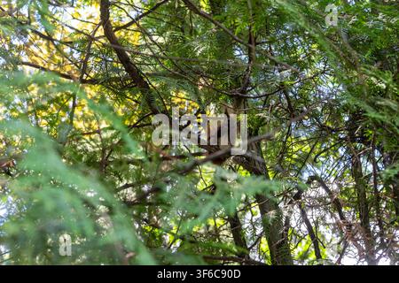 Ein kleines braunes Eichhörnchen sitzt auf einem Zweig einer Thuja, verborgen zwischen grünen Kiefernnadeln im Wald. Stockfoto