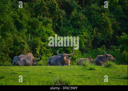Wildwasser-Buffelherde ruht im Waldhabitat im Kaziranga-Nationalpark, Assam, Indien Stockfoto