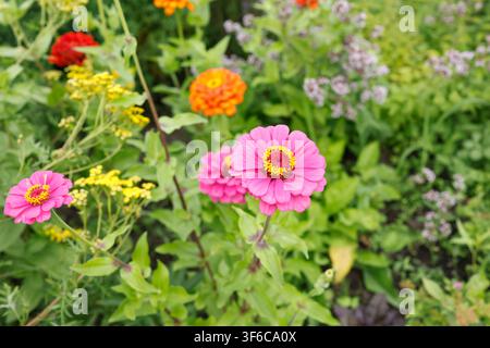 Blühende rosa Zinnienblume im Sommergartengarten. Schönes buntes Blütenfeld mit gelben Wildblumen und grünem Naturhintergrund. Organisch Stockfoto