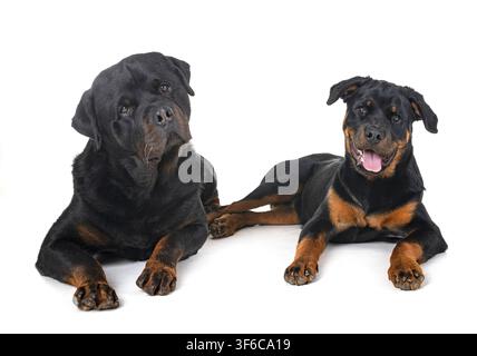 Reinrassige Rottweiler vor weißem Hintergrund Stockfoto