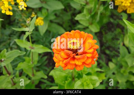 Blühende orangefarbene Zinnienblüte im Sommergartengarten. Schöne lebendige Blüte mit gelbem Kern und grünem Blätterhintergrund. Natürliche Botanik Stockfoto