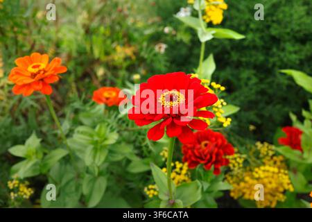 Blühende rote Zinnienblüte im Sommergartengarten. Schöne lebendige Blüte mit orangefarbenen Blumen und grünem Naturhintergrund. Natürliche botanische Ansicht Stockfoto