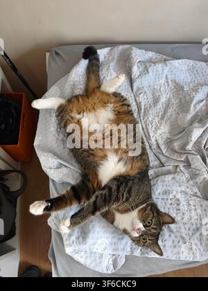 Lustige fette Tabby-Katze liegt auf dem Rücken auf einem unordentlichen Bett und schaut in die Kamera Stockfoto