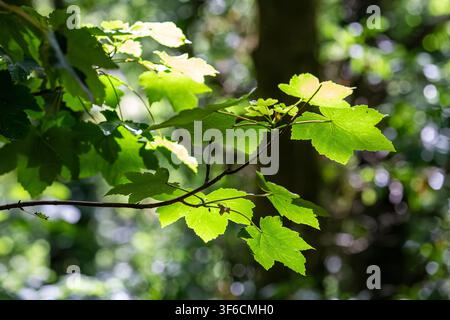 Sonnenbeschienene grüne Sykamorenblätter (Acer pseudoplatanus) leuchten an einem Ast in einem dichten Waldkronendach mit weichem Bokeh-Hintergrundlicht. Stockfoto