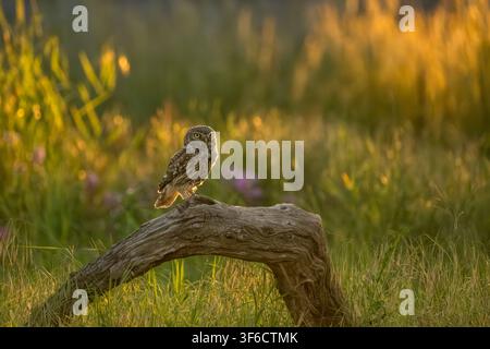 Kleine Eule, die auf einem Baumstamm sitzt, Athene noctua, Bulgarien Stockfoto
