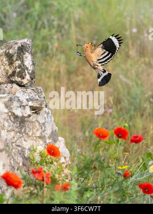 Europäischer Trapbalk im Flug mit Wildblumen im Vordergrund, Upupa epops, Bulgarien Stockfoto