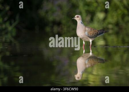 Ringeltaube, Bulgarien Stockfoto