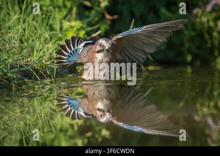Europäischer Eichelhäher, Garrulus glandarius, Bulgarien Stockfoto