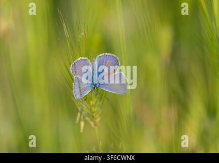 Blauer Waldschmetterling, Polyommatus icarus, Bulgarien Stockfoto