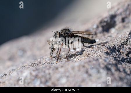 Räuberfliege, Asilidae, die ein kleineres Beutetier frisst, Bulgarien Stockfoto