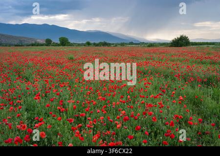 Mohnfeld, Blumen, Bulgarien Stockfoto