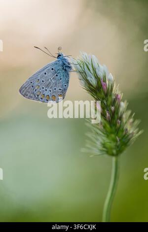 Blauer Waldschmetterling, Polyommatus icarus, Bulgarien Stockfoto