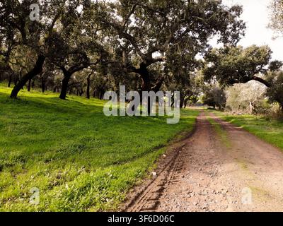 Traditioneller Korkeichenwald (Montado) mit einer sich windenden ländlichen Schotterstraße in der Region Alentejo in Portugal. Friedliche mediterrane Landschaft mit üppigem Grün Stockfoto