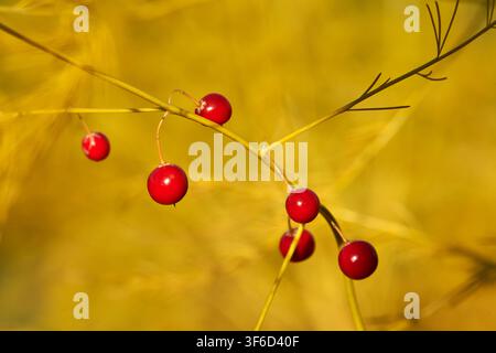 Nahaufnahme einer Gruppe von Spargel-Samenkapseln, fotografiert im Herbst, bei Licht am späten Nachmittag, sehr warme Farben. Fotografiert auf einer Spargel-Farm in der Nähe Stockfoto
