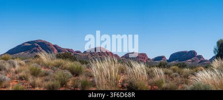 Eine weite, panoramische Ansicht vom Boden aus des Profils der roten Domkuppeln von Kata Tjuta mit Spinifex und Wüstengräsern im weiten Vordergrund. Stockfoto