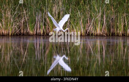 Ein anmutiger Silberreiher (Ardea alba) fliegt über das Wasser im Farmington Bay Waterfowl Management Area, Farmington, Davis County, Utah, USA. Stockfoto