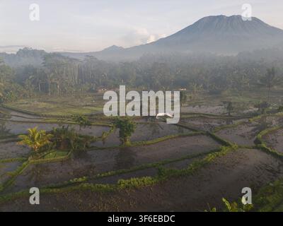 Beschwommener Morgenblick auf überschwemmte Reisterrassen und tropischen Ackerland unter dem Berg Agung in Bali, Indonesien, mit üppigen Palmen, entferntem Wald und sanftem Morgennebel Stockfoto