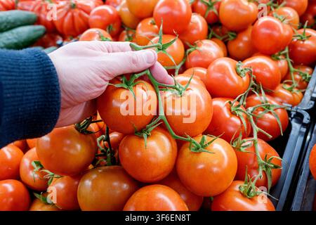 Hand wählt reife Tomaten an der Ranke aus einer Supermarktauslage Stockfoto