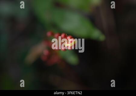 Extrem naher Fotoaufnahme, die die scharf fokussierte Spitze eines sich entfaltenden Brainea-insignis-Farns gegen einen dunklen, verschwommenen Hintergrund einfängt. Stockfoto