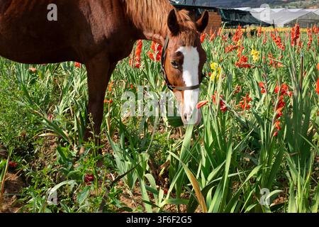 Ein braunes Pferd grast auf leuchtend orangefarbenen Gladiolen in einem Feld in Da Lat, Vietnam. Die Blumen waren unverkauft und wurden aufgrund des späten Erntezeitpunkts als Tierfutter geerntet Stockfoto
