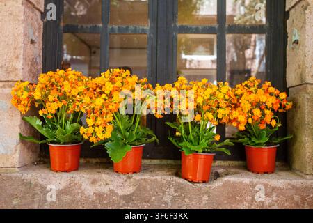 Reihe von orangefarbenen Kalanchoe-Blumen in Töpfen auf einer steinernen Fensterbank Stockfoto