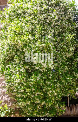 Üppiger Stern-Jasmin-Strauch mit reichlich weißen Blüten im Garten Stockfoto
