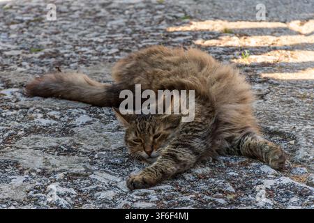 Langhaarige braune Tabby-Katze ruht auf einer steinernen Straße in der Altstadt von Korčula, Dalmatien, Kroatien, August 2026 Stockfoto