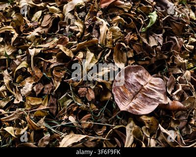 Haufen von trockenen gefallenen Herbstblättern auf dem Boden, organische Textur abstrakter Hintergrund Stockfoto