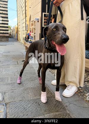 Schwarzer Deutsche Dogge trägt Schutzsocken, während er mit seinem Besitzer auf einer historischen europäischen Straße während eines Sommerstadtspaziergangs steht. Stockfoto