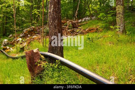 Schwarzes flexibles HDPE-Wasserrohr, das durch eine grüne Waldlandschaft auf lebhaftem Gras verlegt ist. Stockfoto
