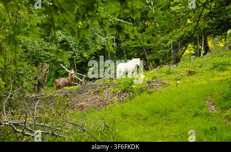 Weiße und braune Pferde stehen auf einem üppigen grünen Waldhang und blicken in Richtung Kamera. Stockfoto