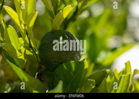 Eine Nahaufnahme einer kleinen, grünen, strukturierten Zitrusfrucht, die an einem Baum zwischen üppigem Laub wächst Stockfoto