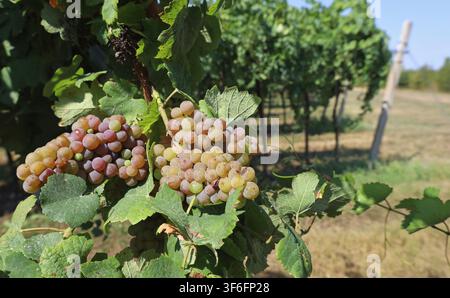 Büschel von Pinot Gris, weißer Weintraube, hängen am Wein am Rand des Weinbergs Stockfoto