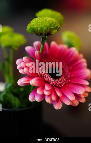 Makroaufnahme einer leuchtend rosa Gerbera neben kleinen grünen Chrysanthemenknospen, mit sanfter Tiefenschärfe und natürlichem Licht Stockfoto