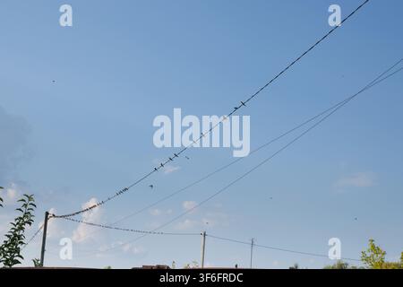 Schwalben, die zusammen auf Stromleitungen sitzen und Einheit und Teamarbeit symbolisieren Stockfoto