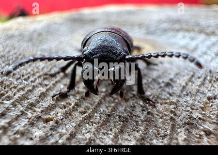 Schwarzer Langhornkäfer (Spondylis buprestoides) ruht auf einem verwitterten Holzstumpf. Stockfoto